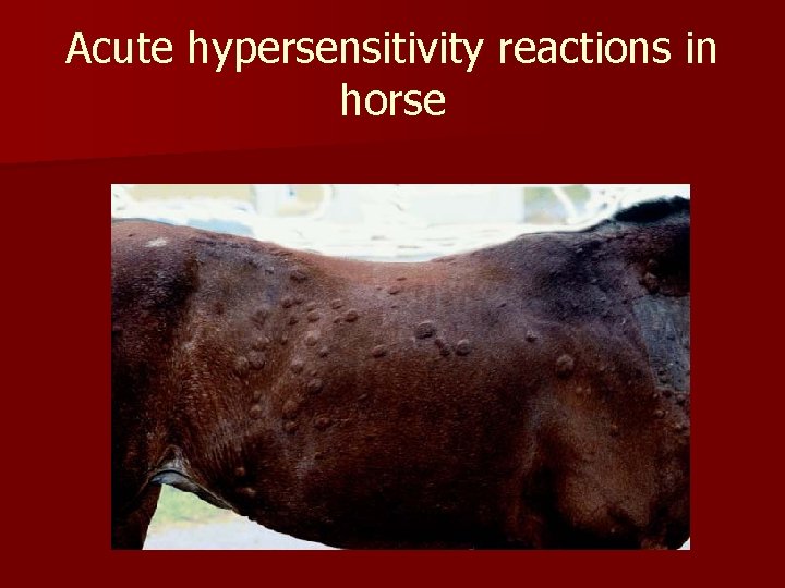 Acute hypersensitivity reactions in horse 