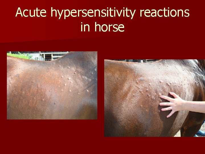 Acute hypersensitivity reactions in horse 
