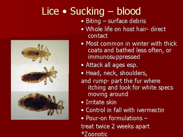 Lice • Sucking – blood • Biting – surface debris • Whole life on