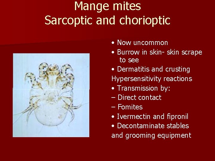 Mange mites Sarcoptic and chorioptic • Now uncommon • Burrow in skin- skin scrape