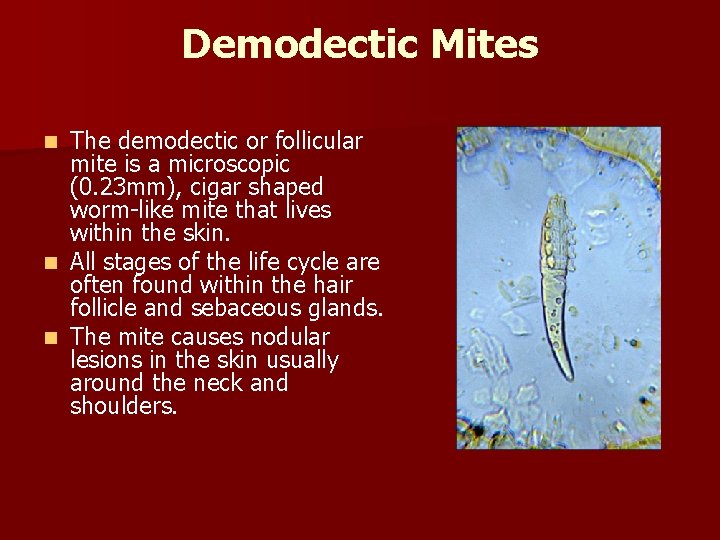 Demodectic Mites The demodectic or follicular mite is a microscopic (0. 23 mm), cigar