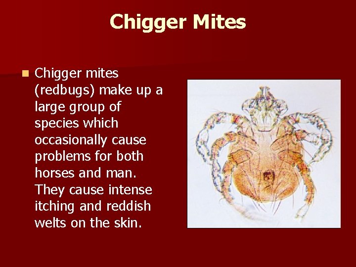 Chigger Mites n Chigger mites (redbugs) make up a large group of species which