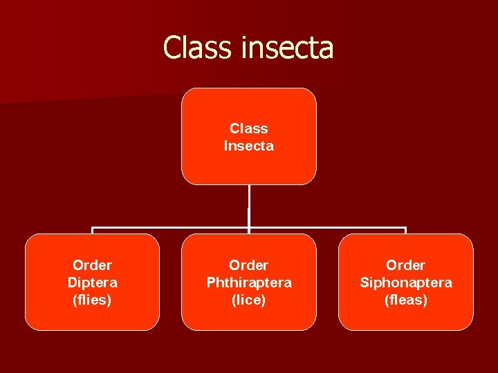 Class insecta Class Insecta Order Diptera (flies) Order Phthiraptera (lice) Order Siphonaptera (fleas) 