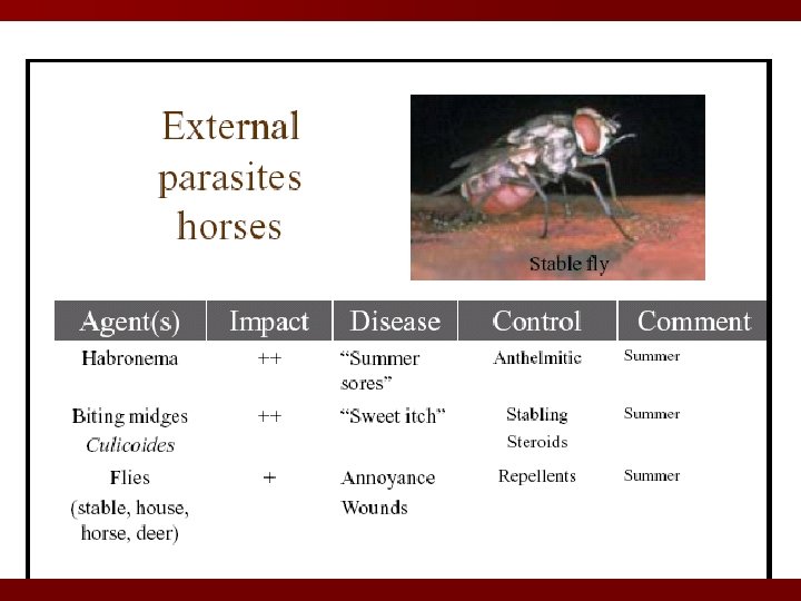External parasites horses Agent(s) Impact Disease Control Comment Stable fly Habronema ++ “Summer sores”