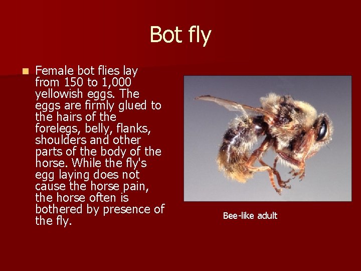 Bot fly n Female bot flies lay from 150 to 1, 000 yellowish eggs.