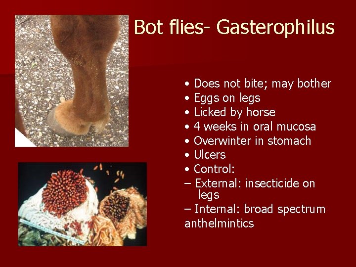 Bot flies- Gasterophilus • Does not bite; may bother • Eggs on legs •