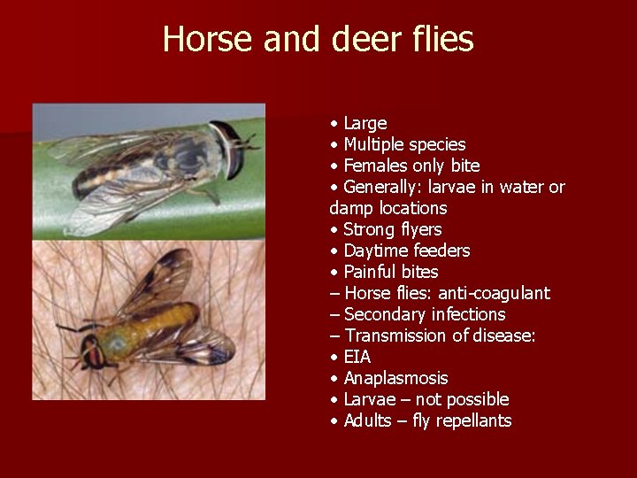Horse and deer flies • Large • Multiple species • Females only bite •
