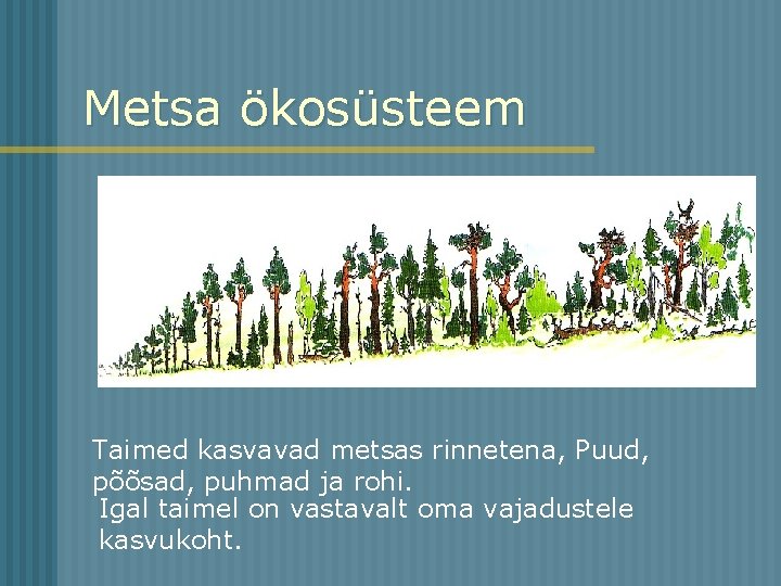 Metsa ökosüsteem Taimed kasvavad metsas rinnetena, Puud, põõsad, puhmad ja rohi. Igal taimel on