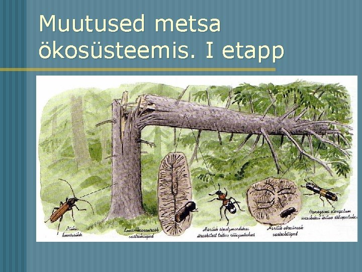 Muutused metsa ökosüsteemis. I etapp 