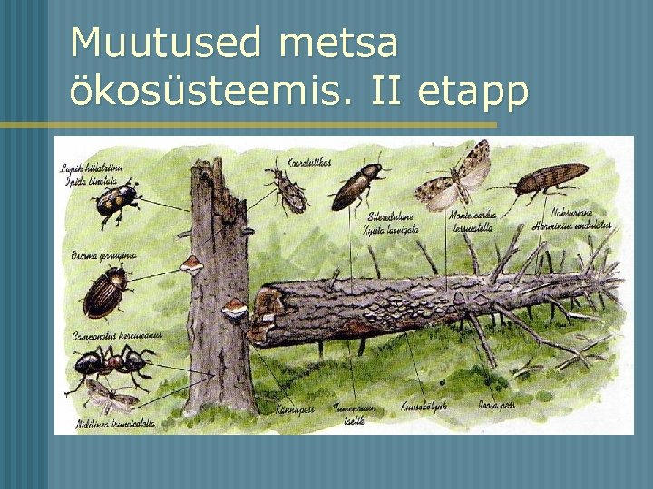 Muutused metsa ökosüsteemis. II etapp 