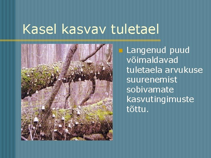 Kasel kasvav tuletael n Langenud puud võimaldavad tuletaela arvukuse suurenemist sobivamate kasvutingimuste tõttu. 