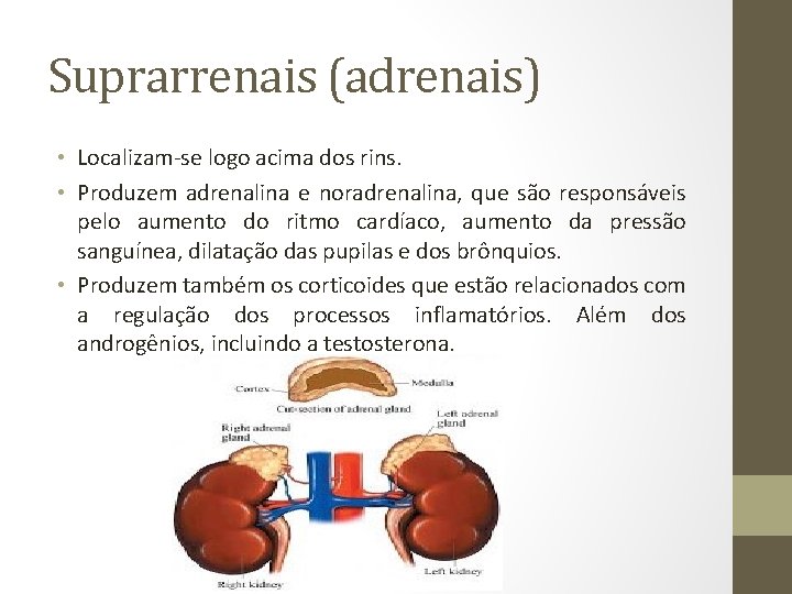 Suprarrenais (adrenais) • Localizam-se logo acima dos rins. • Produzem adrenalina e noradrenalina, que