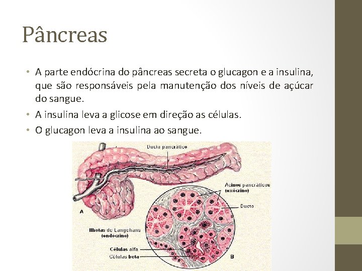 Pâncreas • A parte endócrina do pâncreas secreta o glucagon e a insulina, que