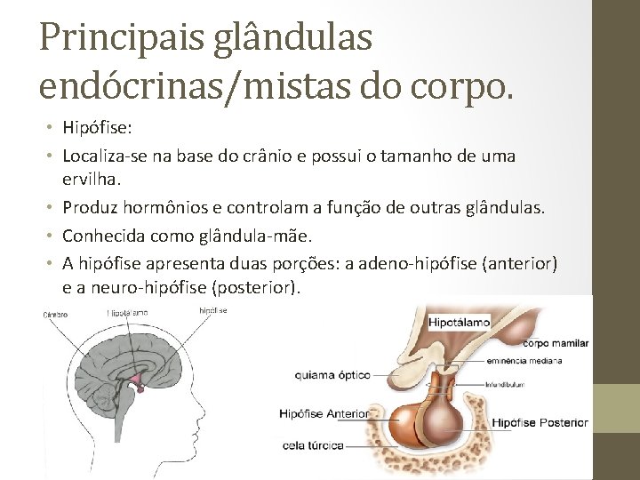 Principais glândulas endócrinas/mistas do corpo. • Hipófise: • Localiza-se na base do crânio e