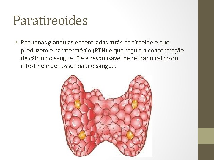 Paratireoides • Pequenas glândulas encontradas atrás da tireoide e que produzem o paratormônio (PTH)