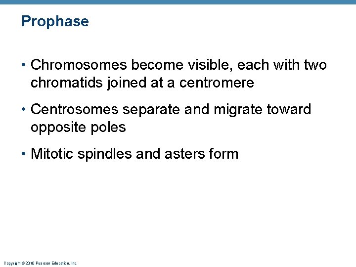 Prophase • Chromosomes become visible, each with two chromatids joined at a centromere •