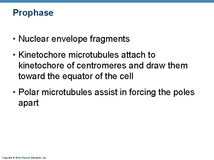 Prophase • Nuclear envelope fragments • Kinetochore microtubules attach to kinetochore of centromeres and