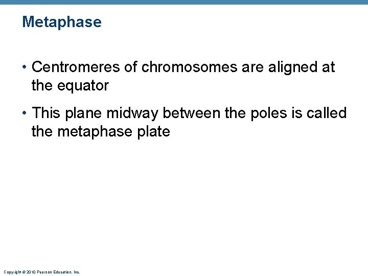 Metaphase • Centromeres of chromosomes are aligned at the equator • This plane midway