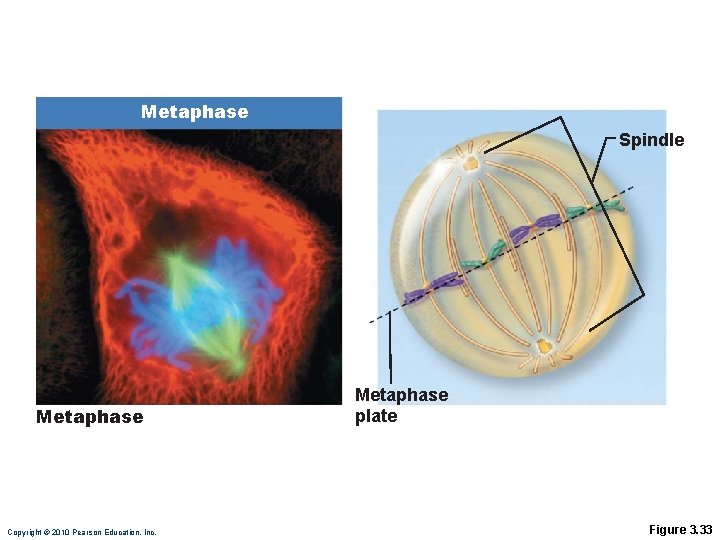 Metaphase Spindle Metaphase Copyright © 2010 Pearson Education, Inc. Metaphase plate Figure 3. 33