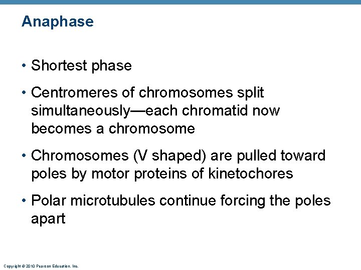 Anaphase • Shortest phase • Centromeres of chromosomes split simultaneously—each chromatid now becomes a