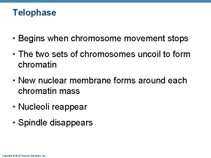 Telophase • Begins when chromosome movement stops • The two sets of chromosomes uncoil