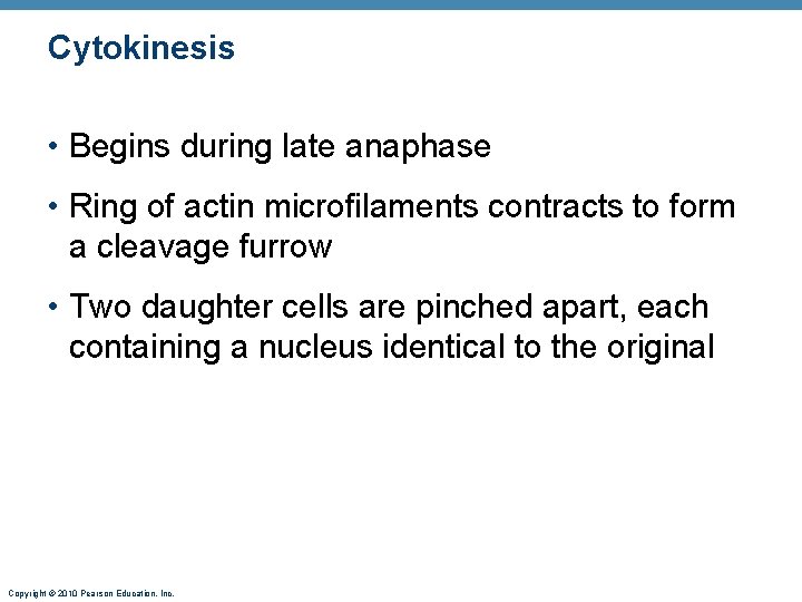 Cytokinesis • Begins during late anaphase • Ring of actin microfilaments contracts to form