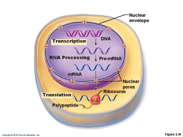 Nuclear envelope Transcription RNA Processing DNA Pre-m. RNA Translation Nuclear pores Ribosome Polypeptide Copyright