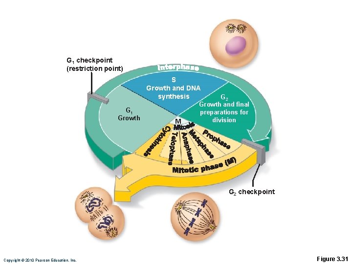 G 1 checkpoint (restriction point) S Growth and DNA synthesis G 1 Growth M