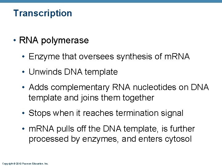 Transcription • RNA polymerase • Enzyme that oversees synthesis of m. RNA • Unwinds