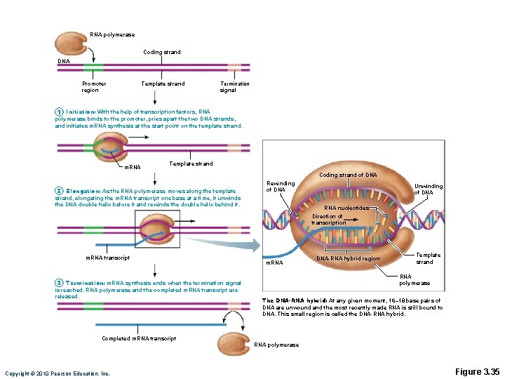 RNA polymerase Coding strand DNA Promoter region Template strand Termination signal 1 Initiation: With