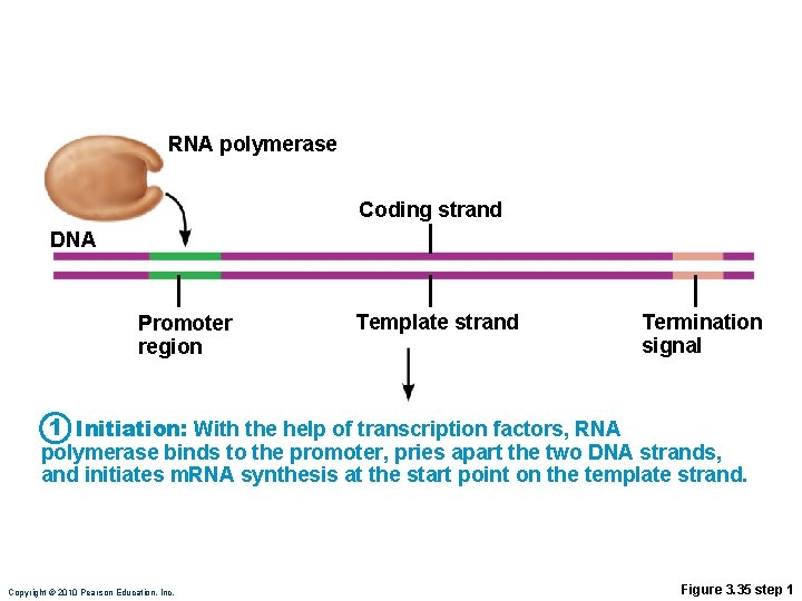 RNA polymerase Coding strand DNA Promoter region Template strand Termination signal 1 Initiation: With