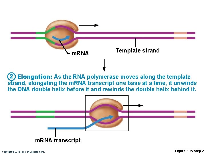 m. RNA Template strand 2 Elongation: As the RNA polymerase moves along the template