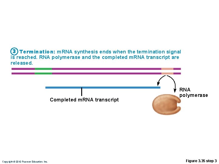 3 Termination: m. RNA synthesis ends when the termination signal is reached. RNA polymerase