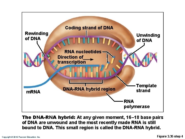 Coding strand of DNA Rewinding of DNA Unwinding of DNA RNA nucleotides Direction of