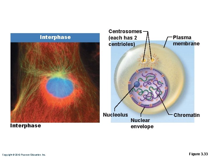 Interphase Centrosomes (each has 2 centrioles) Nucleolus Interphase Copyright © 2010 Pearson Education, Inc.