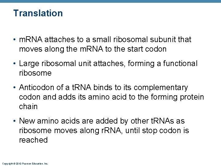 Translation • m. RNA attaches to a small ribosomal subunit that moves along the