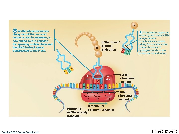 Leu 3 As the ribosome moves along the m. RNA, and each codon is