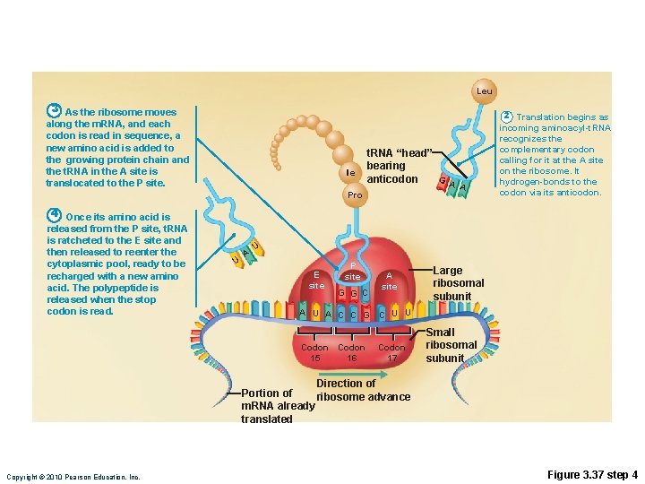 Leu 3 As the ribosome moves along the m. RNA, and each codon is