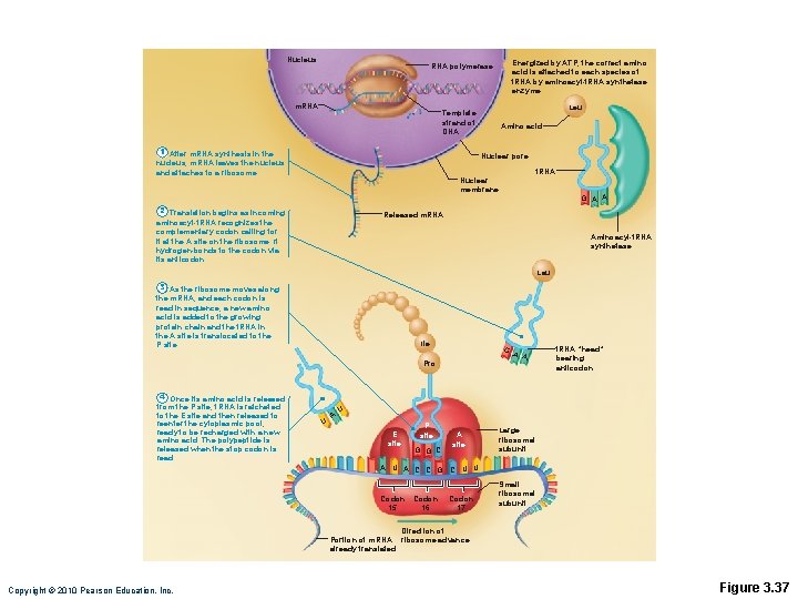 Nucleus Energized by ATP, the correct amino acid is attached to each species of