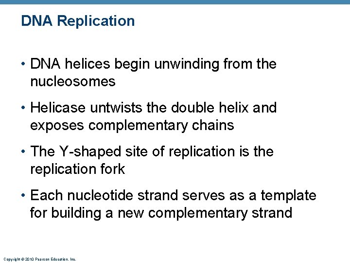 DNA Replication • DNA helices begin unwinding from the nucleosomes • Helicase untwists the