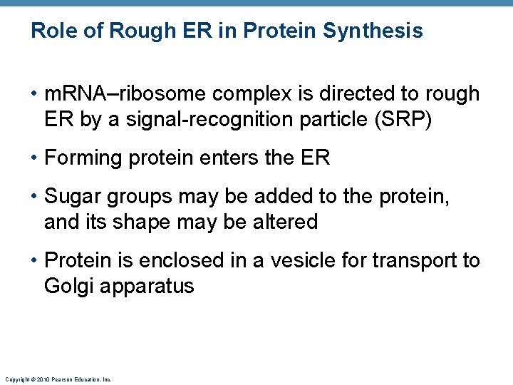 Role of Rough ER in Protein Synthesis • m. RNA–ribosome complex is directed to