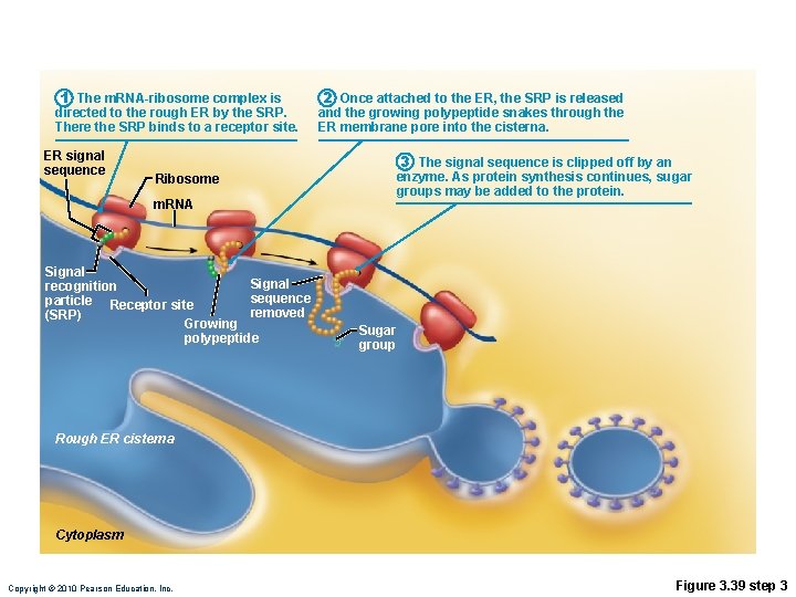 1 The m. RNA-ribosome complex is directed to the rough ER by the SRP.