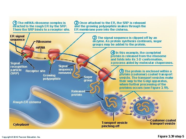 1 The m. RNA-ribosome complex is directed to the rough ER by the SRP.