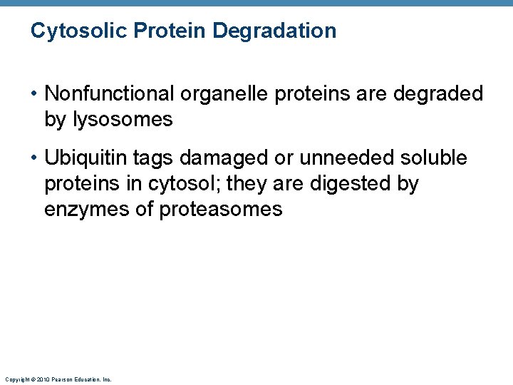 Cytosolic Protein Degradation • Nonfunctional organelle proteins are degraded by lysosomes • Ubiquitin tags