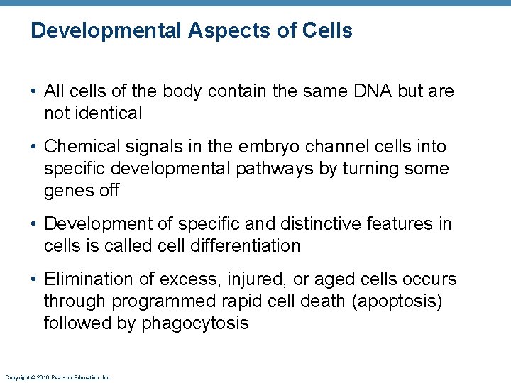 Developmental Aspects of Cells • All cells of the body contain the same DNA