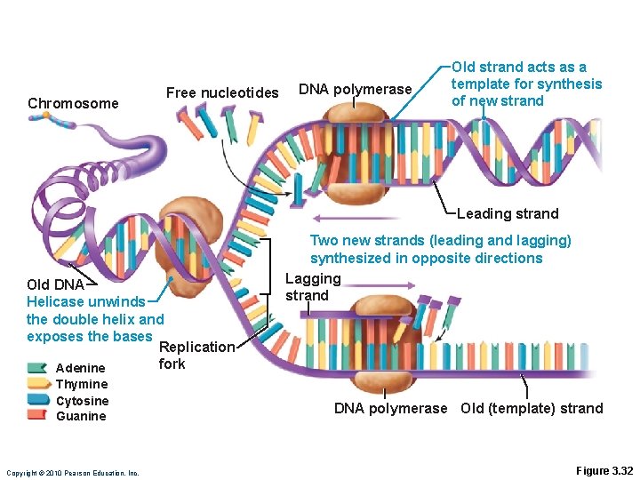 Chromosome Free nucleotides DNA polymerase Old strand acts as a template for synthesis of