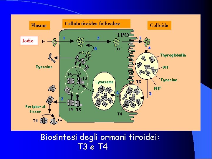 Plasma Iodio Cellula tiroidea follicolare Colloide TPO Biosintesi degli ormoni tiroidei: T 3 e