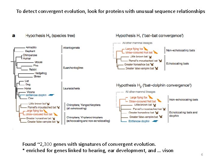 To detect convergent evolution, look for proteins with unusual sequence relationships Found ~2, 300 To detect convergent evolution, look for proteins with unusual sequence relationships Found ~2, 300
