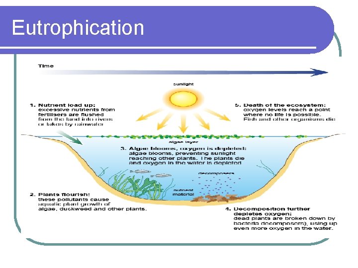 Eutrophication 