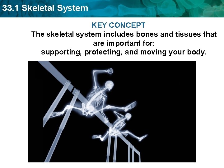 33. 1 Skeletal System KEY CONCEPT The skeletal system includes bones and tissues that